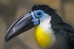 toucan bird exotic colorful nature beak parrot plumage stock photo