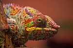 chameleon color bright lizard reptile tropical stock photo