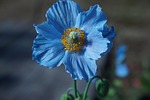 flower botany himilayan blue poppy petals springtime colorful stock photo