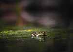 frog reptiles moss nature water river puddle green stock photo
