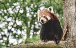 red panda lesser animal mammal nature predator zoo stock photo