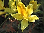 plant azalea scent of shrub spring garden yellow stock photo