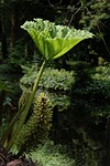 mammoth sheet gunnera manicata giant-rhubarb nature leaf large-leaf stock photo