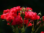 flowers bud roses red bloom beautiful blossom flowering stock photo
