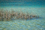 water lake blue reed reflection stones nature pond stock photo