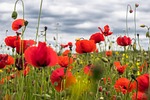 poppies flowers field beautiful buds red petals bloom stock photo