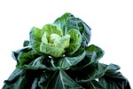 brussel sprouts cabbage green vegetables food healthy vitamins stock photo