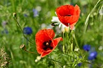 poppy flower field grass beautiful flowers bloom medicinal stock photo