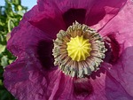 poppy opium papaver somniferum blossom bloom violet stock photo