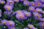asters violet flowers garden petals beautiful bloom flower stock photo
