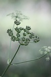cow parsley flower wallpaper buds flowers wild chervil stock photo