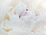 peony flower white petals beautiful flowers background bloom stock photo