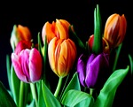 flowers tulips bouquet cut flower background colorful flora stock photo