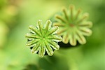 poppy seed head ovary plant papaver somniferum nature stock photo