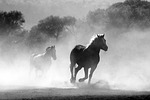 horses galloping running stallions smoke dust nature wild stock photo