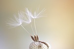seeds dandelion colour spring meadow pointed flower close stock photo