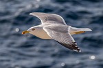 gull herring bird sea water flying nature stock photo