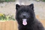 dog female eurasier puppy black pet young bitch stock photo