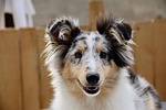 dog pet female nature puppy shetland sheepdog color stock photo