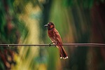 bird perched animal feathers plumage beak bill watching stock photo
