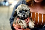 dog puppy cub shih poo cute adorable race stock photo