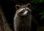 raccoon animal nature mammal furry world wildlife park stock photo