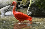 ibis eudocimus ruber nature scarlet red sickle plumage stock photo