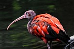 ibis cub eudocimus ruber nature scarlet red sickle stock photo