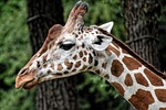 giraffe zoo animal nature portrait wild tierpark hellabrunn stock photo