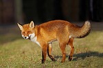 fox red nature animals wild mammal predator wildlife stock photo