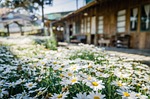 flowers garden daisies white petals flower wallpaper background stock photo