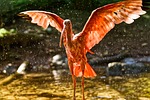 ibis eudocimus ruber flapping its wings water splash stock photo
