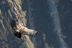 condor bird flying animal feathers plumage watching ornithology stock photo