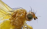 fly insect bug entomology close up macro stock photo