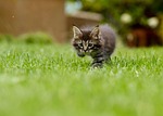 cat kitten grass pounce nature stalk animal pet stock photo