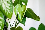 plant nature houseplant foliage leaves growth stock photo