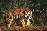 tiger predator fur beautiful dangerous big cat wildlife stock photo