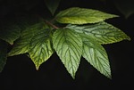 leaves green plant nature foliage close up stock photo