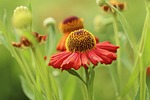 sun bride flower ordinary helenium autumnale red petals stock photo