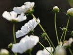 flowers white cosmos flower wallpaper background blooming plant stock photo
