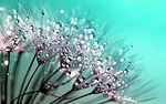 dandelion beautiful wallpaper laptop floral background seeds full stock photo