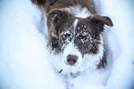 border collie dog brown chocolate winter snow white stock photo