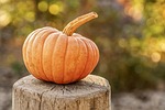 harvest pumpkin autumn halloween vegetable organic fall seasonal stock photo