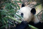 panda pandabear bamboo eating stock photo