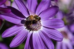bee foraging cineraria flower purple petals beautiful flowers stock photo