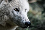 wolf nature pet predator mammal creature canine dog stock photo