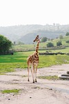 prague zoo giraffe animals nature beautiful czech landscape stock photo