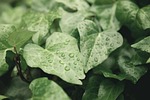nature leaves vine botany plant macro rain wet stock photo
