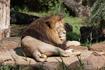 lion animal mane mammal predator wildlife safari zoo stock photo
