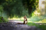 squirrel rodent animal mammal wildlife wild nature outdoors stock photo